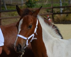 dressage horse Percy S (Lewitzer, 2016, from Percy)