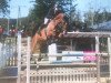 jumper Ladino S 3 (Hanoverian, 2013, from Los Angeles)