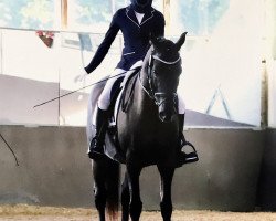 jumper Zazoe (KWPN (Royal Dutch Sporthorse), 2004, from Phin Phin)