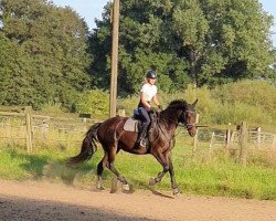 dressage horse Crim (Oldenburg, 2009, from Ashford 4)