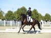 dressage horse Frieda AS (German Sport Horse, 2014, from Don Diamond)