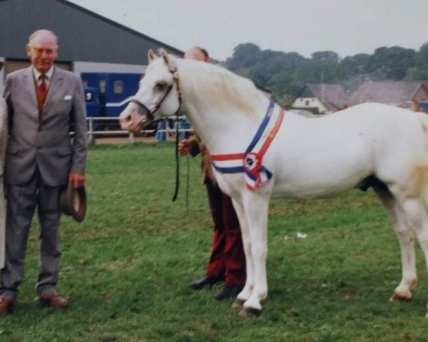 Deckhengst Coed Coch Adrian (Welsh Pony (Sek.B), 1972, von Coed Coch Gildas)