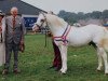 Deckhengst Coed Coch Adrian (Welsh Pony (Sek.B), 1972, von Coed Coch Gildas)