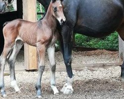 Dressurpferd Sinfonie Wild Rose (Österreichisches Warmblut, 2020, von Erdinger)