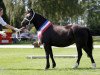 Zuchtstute Tewdwr Chumbawamba (Welsh-Cob (Sek. C), 2013, von Thor Baffle)