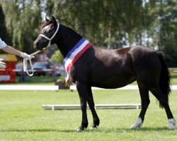 Zuchtstute Tewdwr Chumbawamba (Welsh-Cob (Sek. C), 2013, von Thor Baffle)