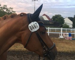 dressage horse Pep Pepper (Westphalian, 2009, from Peking)