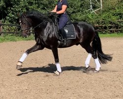 stallion Sap Freudentaenzer (Westphalian, 2013, from Franziskus FRH)