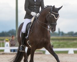 dressage horse Kyoto (Trakehner, 2009, from Tanzpartner)