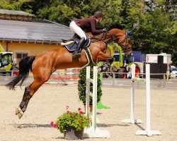 broodmare Ellenoy (Holsteiner, 2012, from Acadius)