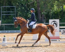 broodmare Elodie 9 (Trakehner, 2010, from Kostolany)