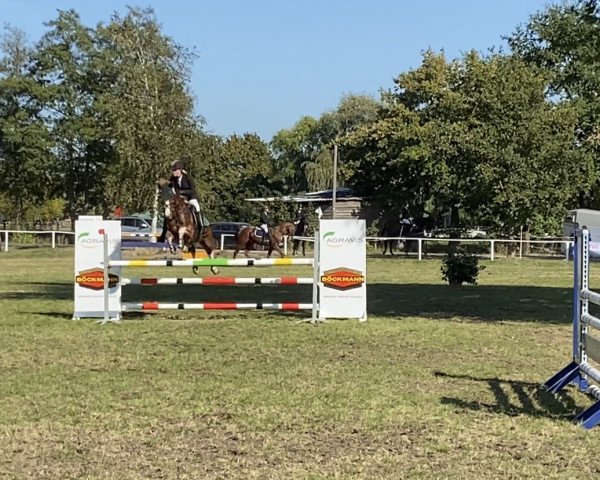 Pferd Blikvanger van der Klumpert (Nederlands Welsh Ridepony, 2005, von Boomer)