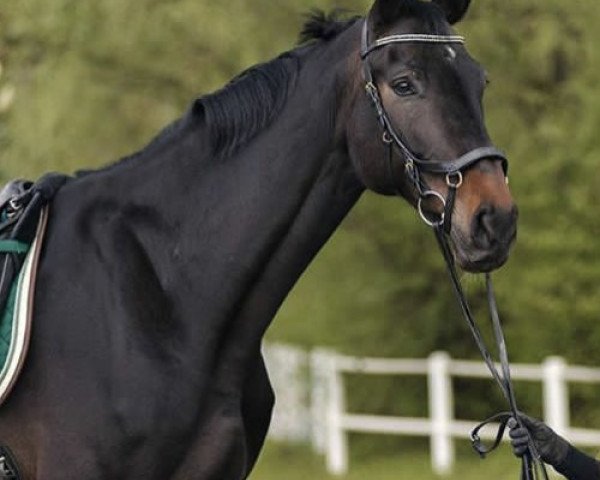 dressage horse Limit (KWPN (Royal Dutch Sporthorse), 2010)