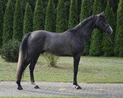 horse Kwintaj (Polish Warmblood, 2015, from Calderon)