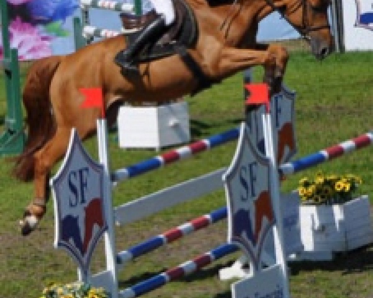 jumper Chinook Semilly (Selle Français, 2012, from Diamant de Semilly)