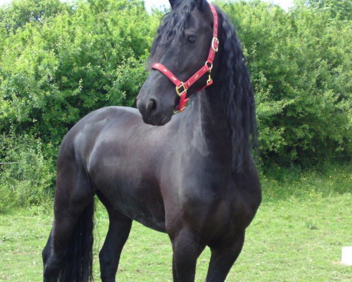 Dressurpferd Jesse den Hollander (unbekannt, 2003)
