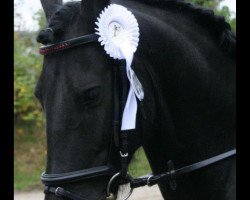 dressage horse Jesse den Hollander (unknown, 2003)