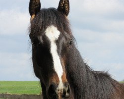 dressage horse Quintus (Hannoveraner, 2014, from Quvée d'Or GT)