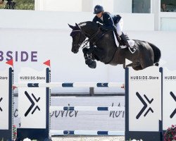 jumper Chaning Tatum (Oldenburg show jumper, 2011, from Canturano I)