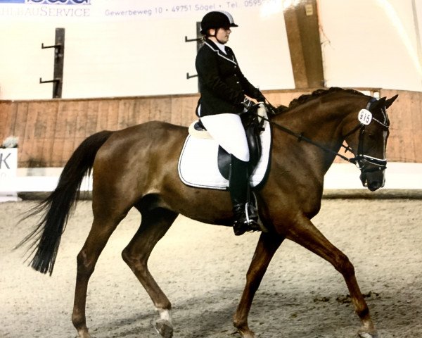 Dressurpferd Rock my Life 11 (Polnisches Warmblut, 2007, von Joker)