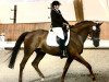 Dressurpferd Rock my Life 11 (Polnisches Warmblut, 2007, von Joker)