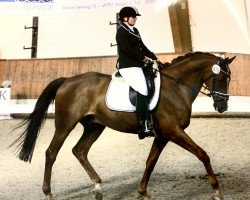 dressage horse Rock my Life 11 (Polish Warmblood, 2007, from Joker)