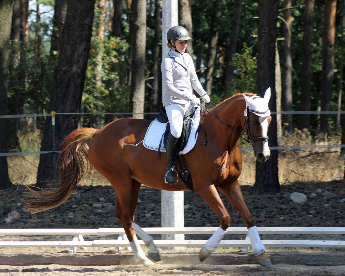 dressage horse Barney Go (Trakehner, 2005, from Barnaul xx)