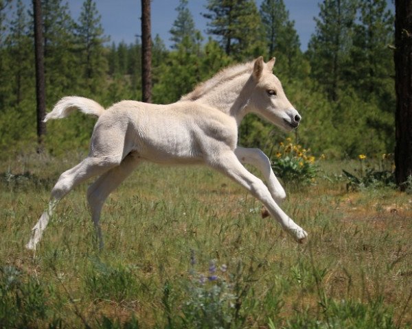 stallion DD Tjalve (Fjord Horse, 2019, from Tsjalle)