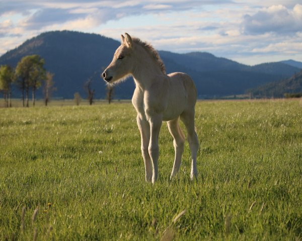 horse DD Sunnyside Taavi (Fjord Horse, 2020, from Tsjalle)