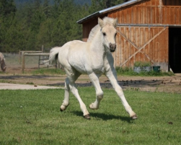 horse DD Tajo (Fjord Horse, 2019, from Tsjalle)