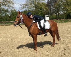 dressage horse Nando 498 (Westphalian, 2006, from Top Nonstop)