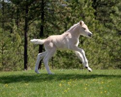 broodmare DD Silvianna (Fjord Horse, 2019, from Tsjalle)