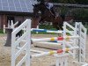 jumper Cherrie Von Worrenberg (Oldenburg show jumper, 2014, from Comme il Faut)