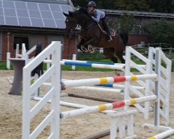 jumper Cherrie Von Worrenberg (Oldenburg show jumper, 2014, from Comme il Faut)