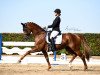 dressage horse Vinicio (Rhinelander, 2013, from Vitalis)