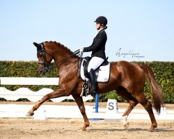 dressage horse Vinicio (Rhinelander, 2013, from Vitalis)