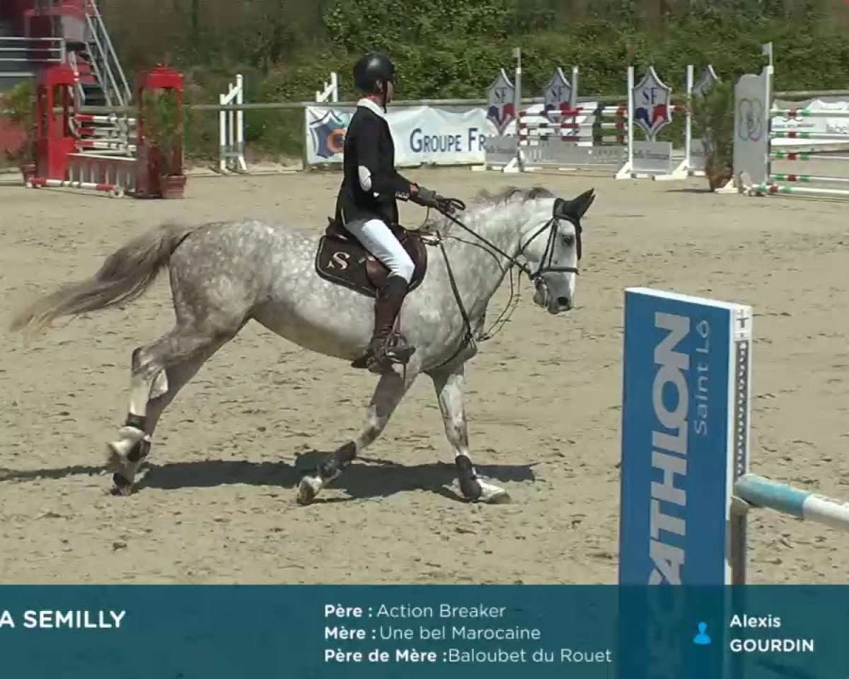 broodmare Deep Sea Semilly (Selle Français, 2013, from Action-Breaker)
