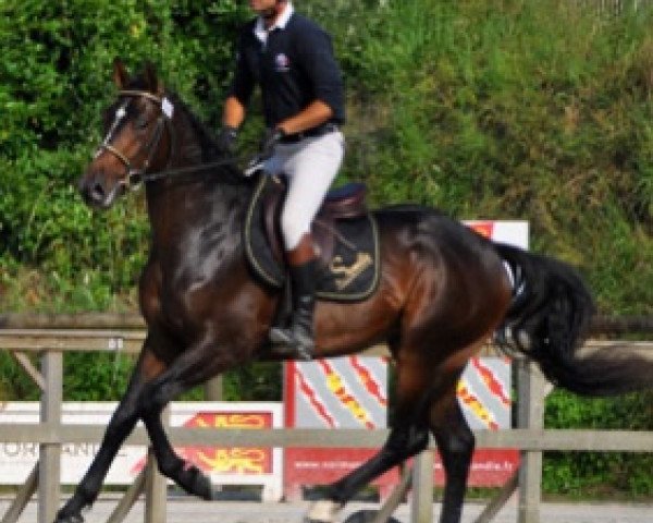 Deckhengst Funny Star Semilly (Selle Français, 2015, von Quick Star)