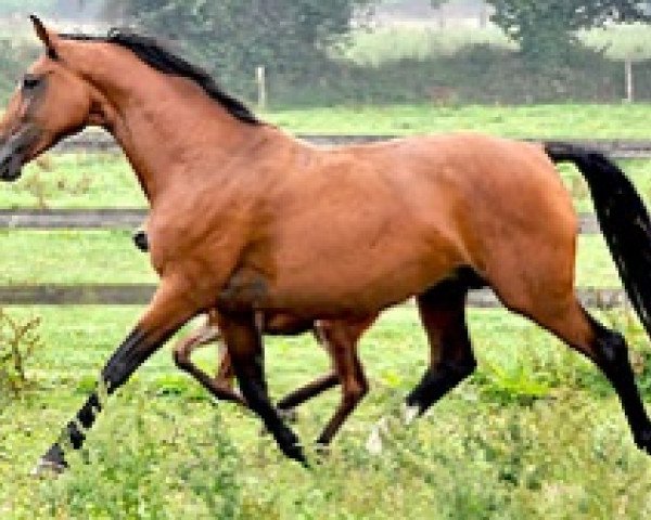 Zuchtstute Vision de Ligny (Belgium Sporthorse, 2005, von Canturo)