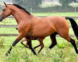 Zuchtstute Vision de Ligny (Belgium Sporthorse, 2005, von Canturo)