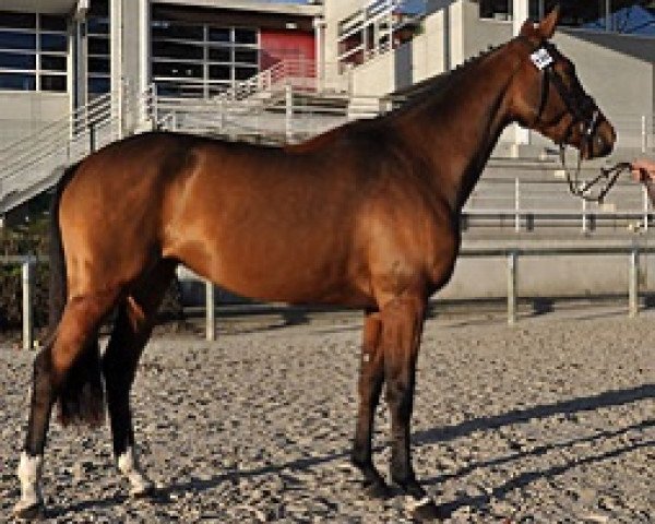broodmare Tea Time Semilly (Selle Français, 2007, from Quaprice Z)