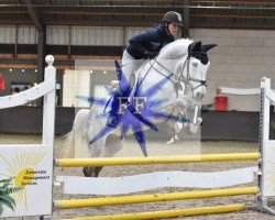 dressage horse Esquick (Hanoverian, 2009, from Embassy III)