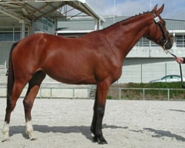 broodmare Sunflower Semilly (Selle Français, 2006, from Quidam de Revel)