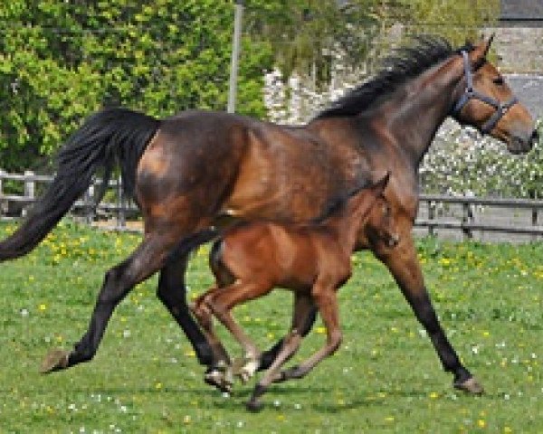 broodmare Quetchua Semilly (Selle Français, 2004, from Dollar du Murier)