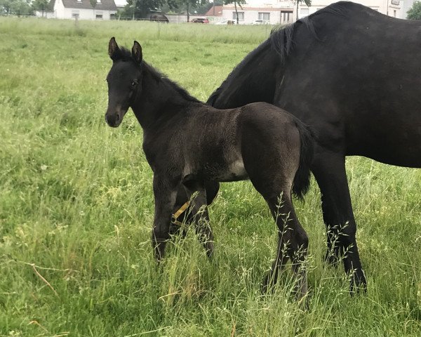 dressage horse Frecher Fritzi (Westphalian, 2019, from Fantastic)