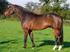 stallion Keops du Vinnebus (Selle Français, 1998, from Arioso du Theillet)