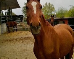 broodmare Wakira (Hanoverian, 2002, from Waikiki I)