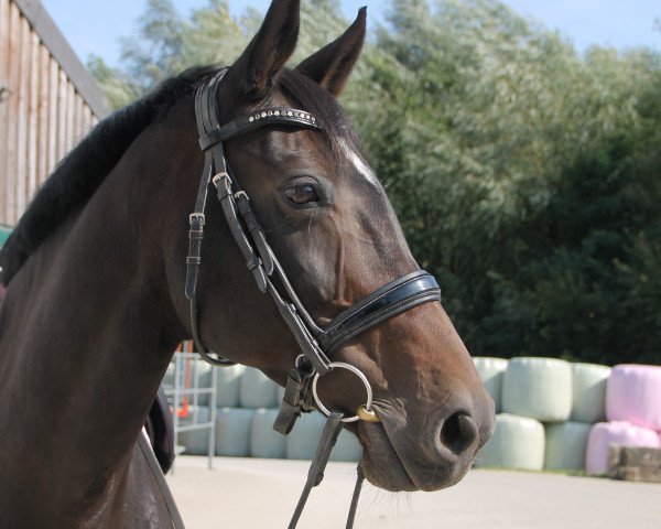 Zuchtstute Whyomee little Wonder (Westfale, 2006, von Warkando Wonderboy)