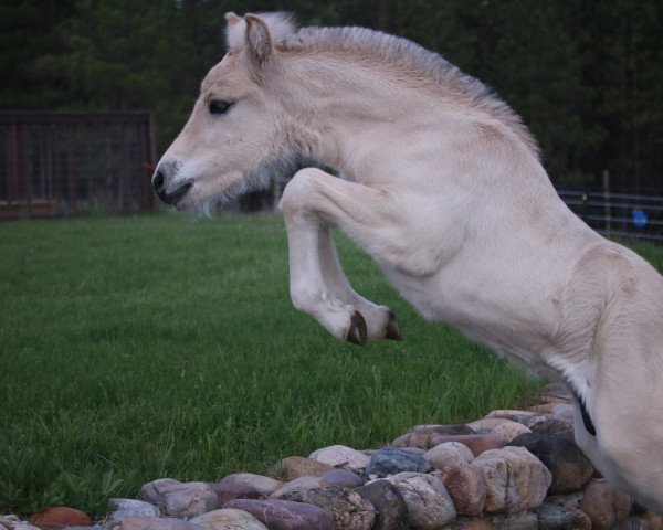 horse DD Taro Locke (Fjord Horse, 2019, from Tsjalle)