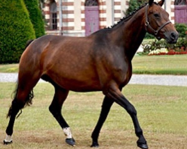 broodmare Polka du Donjon (Selle Français, 2003, from Keops du Vinnebus)